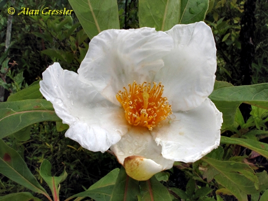{Franklinia alatamaha}